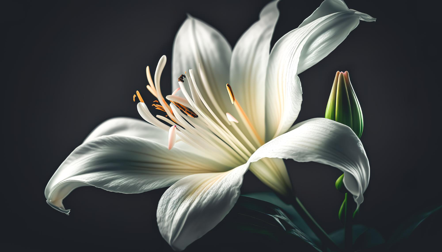 Lilies